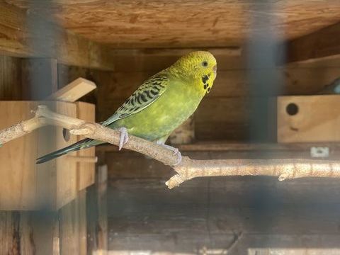 Perruches année 2025 10 33190 La role