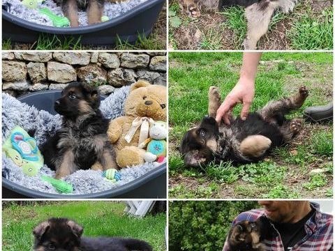 adorables chiots berger allemand lof poil court à adopter 1200 86160 Sommires-du-clain