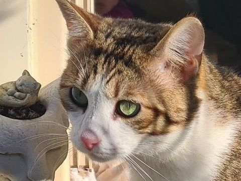 ZAZOO CHAT TIGRE BLANC 2 ANS 1/2 195 92260 Fontenay-aux-roses