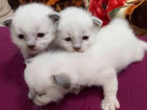 chatons sacr&eacute; de Birmanie 1200 06100 Nice