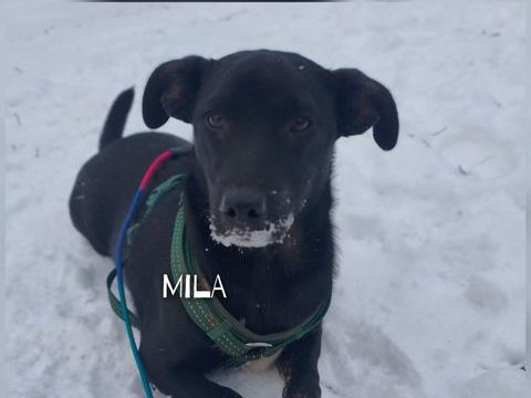 MILA en refuge Ukraine 0 75018 Paris