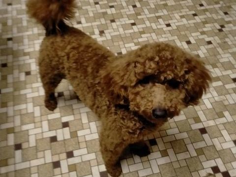 saillie par mon mâle caniche 450 35580 Guichen