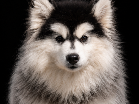 BONBECK ? Femelle Pomsky F3 1200 53220 Larchamp