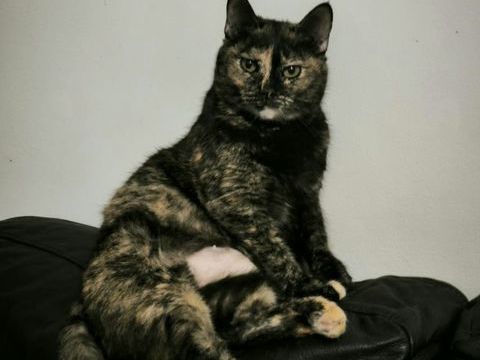 NINA 220 27620 Gasny