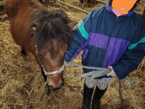 Poulains shetlands m&acirc;le 6 mois puc&eacute; p&eacute;re 1m20 500 86600 Lusignan