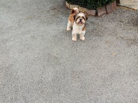 Male Shih Tzu 600 87320 Darnac