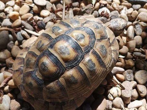 Beau m&acirc;le grec &acirc;g&eacute; de 11 ans 180 34500 B�ziers