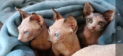Adorables  sphynx recherchent une gentille famille
1100 78114 Magny-les-hameaux