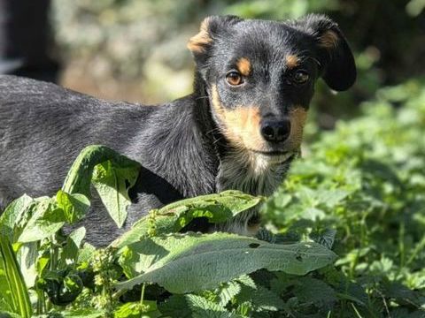 Baileys à l'adoption 320 28260 Saussay