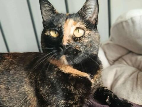 Wallie, douce minette à l'adoption en association 200 35390 La dominelais