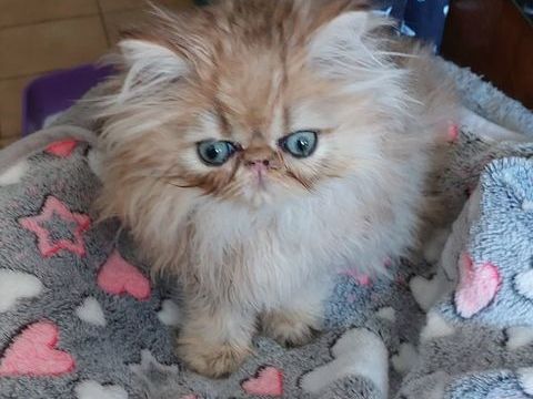 Magnifiques chatons Persans  700 95500 Le thillay