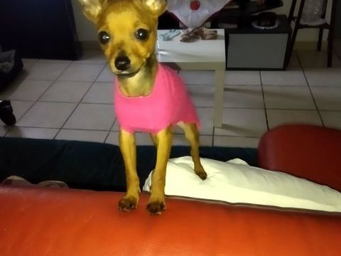 AV.  Pinscher 4 mois 1 65100 Lourdes