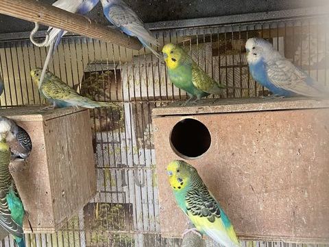 Vente d'une quinzaine de perruche ondulée 250 93150 Le blanc-mesnil
