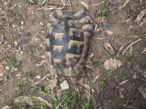 tortue de 18 ans 350 84400 Apt