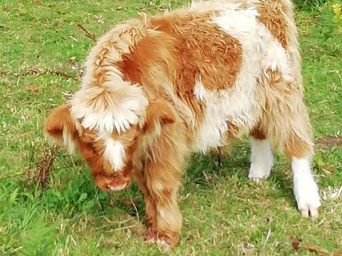 Veau Mâle Highland 0 29590 Le faou