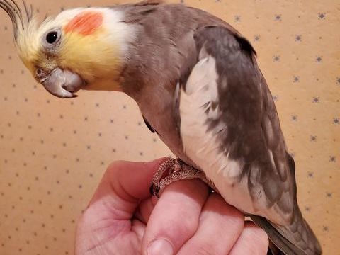 Perruches calopsittes eam 200 77340 Pontault-combault