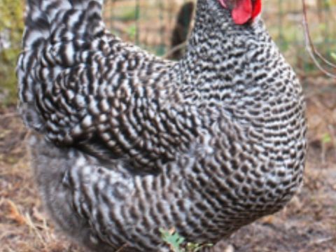 Poules coucou pondeuses 25 78910 Orgerus