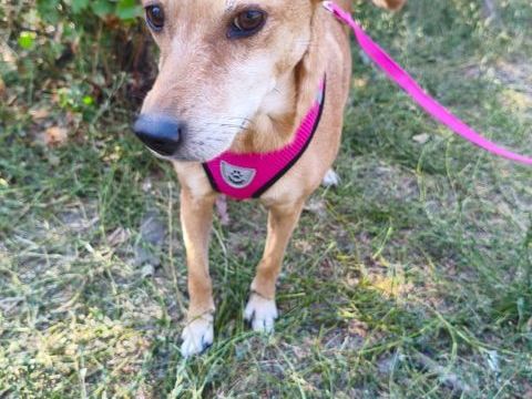 A L'ADOPTION POLYA 0 75018 Paris