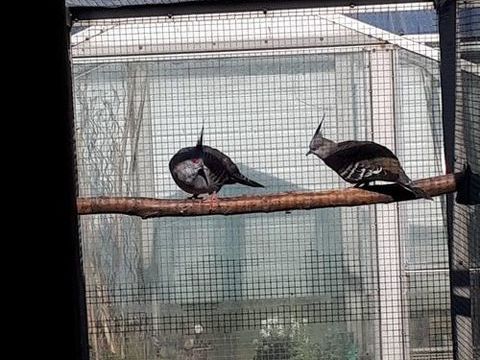 Lophote (Longup) 45 76260 Melleville