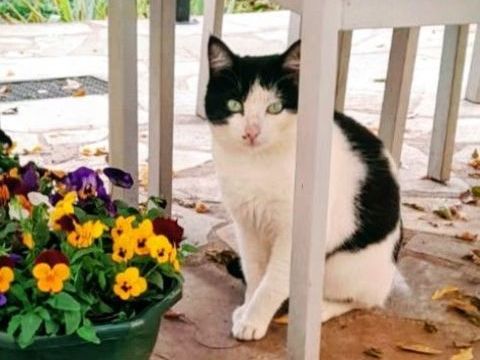 Chat LULU à l adoption 200 26400 Crest