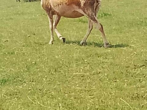 Brebis lacaune reforme 70 03210 Besson