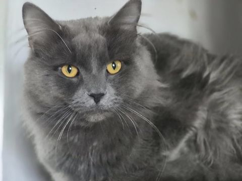 ME AMOR 210 60000 Beauvais