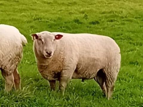 Bélier d' 1 an et demi 300 22230 Trmorel