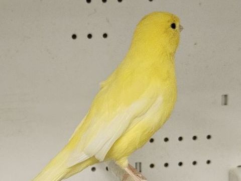 Femelle canaris jaune 2026 30 33140 Villenave-d'ornon