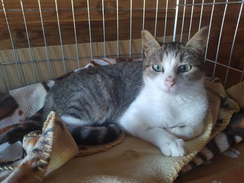 Quatres chats sortis de malnutrition 90 34420 Villeneuve-ls-bziers