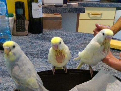 &eacute;leveur amateur dispose d'oiseaux de cage et voli&egrave;re 15 33740 Ar�s