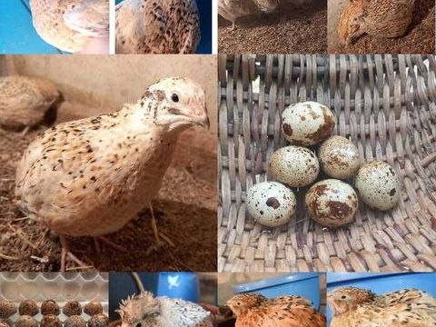 Oeuf de caille 3 71360 pinac