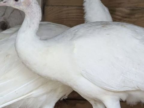 Paon blanc 120 85130 La verrie