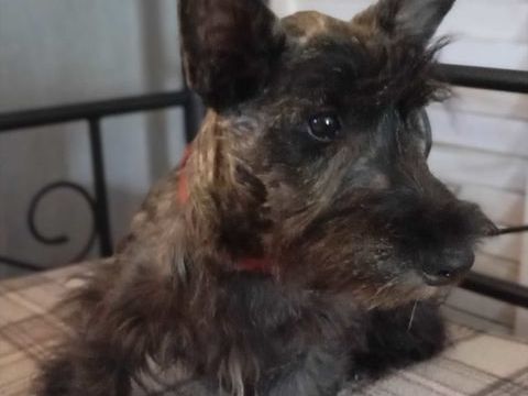 Scottish terrier bring&eacute;e 1100 79200 Parthenay