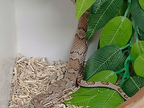 Donne Pantherophis guttatus 0 95800 Cergy