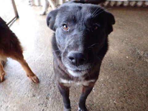 Meii &agrave; l'adoption 300 74000 Annecy