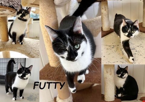 Futty 1 an borgne &agrave; adopter 1 27170 Beaumont-le-roger