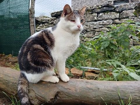 Georges, chat blanc et tigr&eacute; &agrave; adopter 200 18210 Bessais-le-fromental
