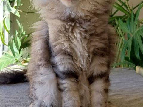 Chatons Maine Coon Femelles Loof
1500 78370 Plaisir