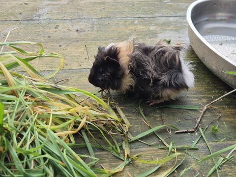 B&eacute;b&eacute;s cochon d'inde 20 61360 Saint-jouin-de-blavou