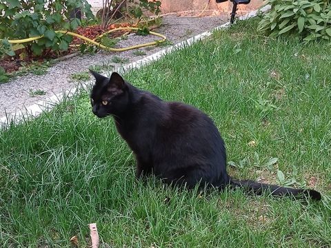 ? Donne adorable chatte noire de 6 ans ? 0 74890 Bons-en-chablais