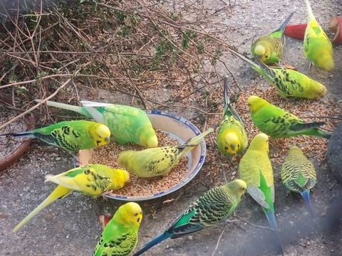 Perdu perruche ondul&eacute;e vert p&acirc;le vendredi dernier sur Sabl&eacute; 0 72300 Sablé-sur-sarthe