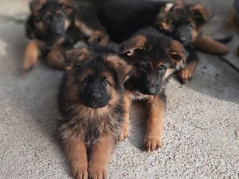 Chiots Bergers Allemands LOF 1400 30340 Saint-privat-des-vieux