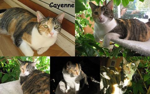 urgent pour Cayenne 6 ans dont 6 ans d'accueil à adopter 1 63240 Mont-dore