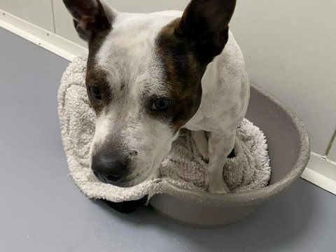 Chien SAKURA &agrave; l adoption 210 13001 Marseille