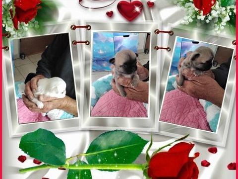 BB CHIHUAHUAS  850 30340 Rousson