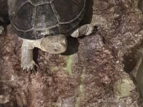    Don  Gratuit  Tortue d'eau et  AQUARIUM avec accessoires 0 93170 Bagnolet