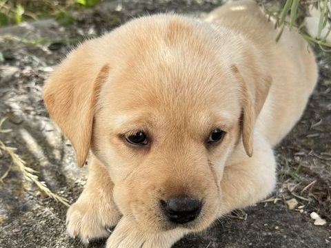 chiots Labrador LOF 1250 89350 Champignelles