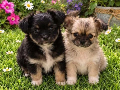 Disponible chiots chihuahua 900 62460 Divion