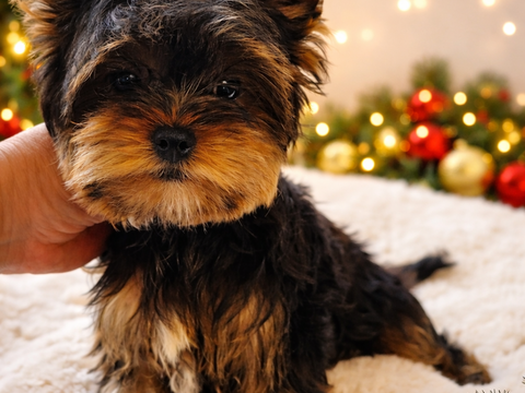 Magnifique Chiot Yorkshire LOF m&acirc;le
1800 38140 Apprieu