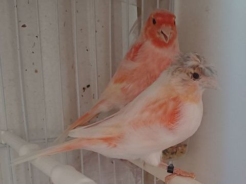 Couple arlequin7 80 77600 Bussy-saint-georges